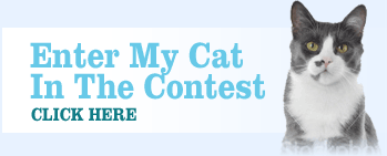 Enter My Cat In the Contest - Click Here